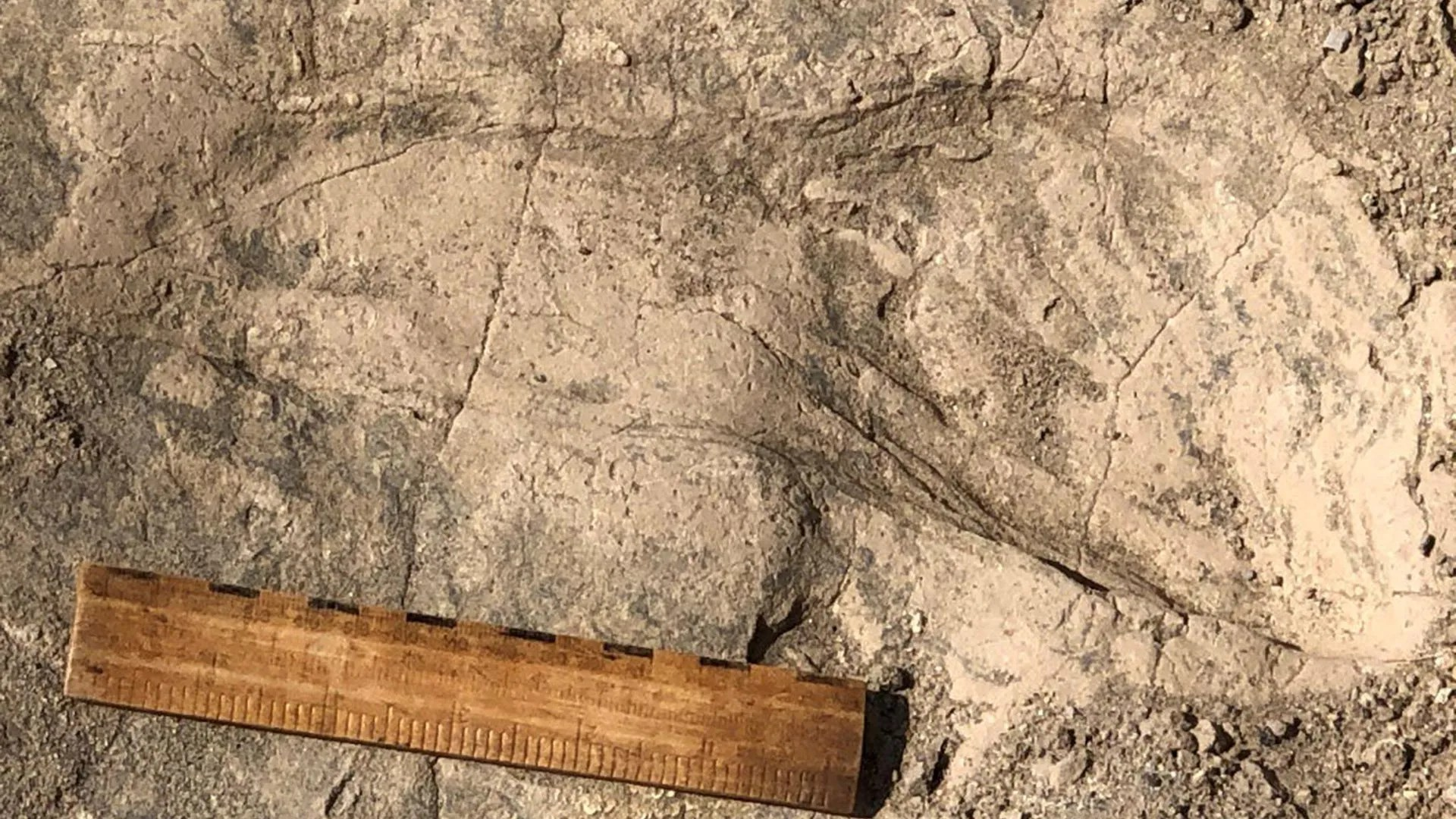 Αποτύπωμα στο παρελθόν: Ίχνη 1,4 εκατομμυρίων ετών αποκαλύπτουν έναν αναπάντεχα μεγαλόσωμο συγγενή του ανθρώπου