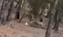Άνω Βριλήσσια: Εντοπίστηκαν οι ανήλικοι που έπαιζαν με φωτιά μέσα σε δάσος για ένα «challenge» - ΒΙΝΤΕΟ