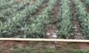 Τεγέα: Σοβαρές ζημιές σε καλλιέργειες έπειτα από χαλαζόπτωση – Πλημμύρισαν χωράφια στη Μανθυρέα