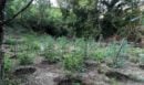 Φυτεία με πάνω από 2.000 δενδρύλλια κάνναβης εντοπίστηκε σε δύσβατη δασική περιοχή στη Φθιώτιδα