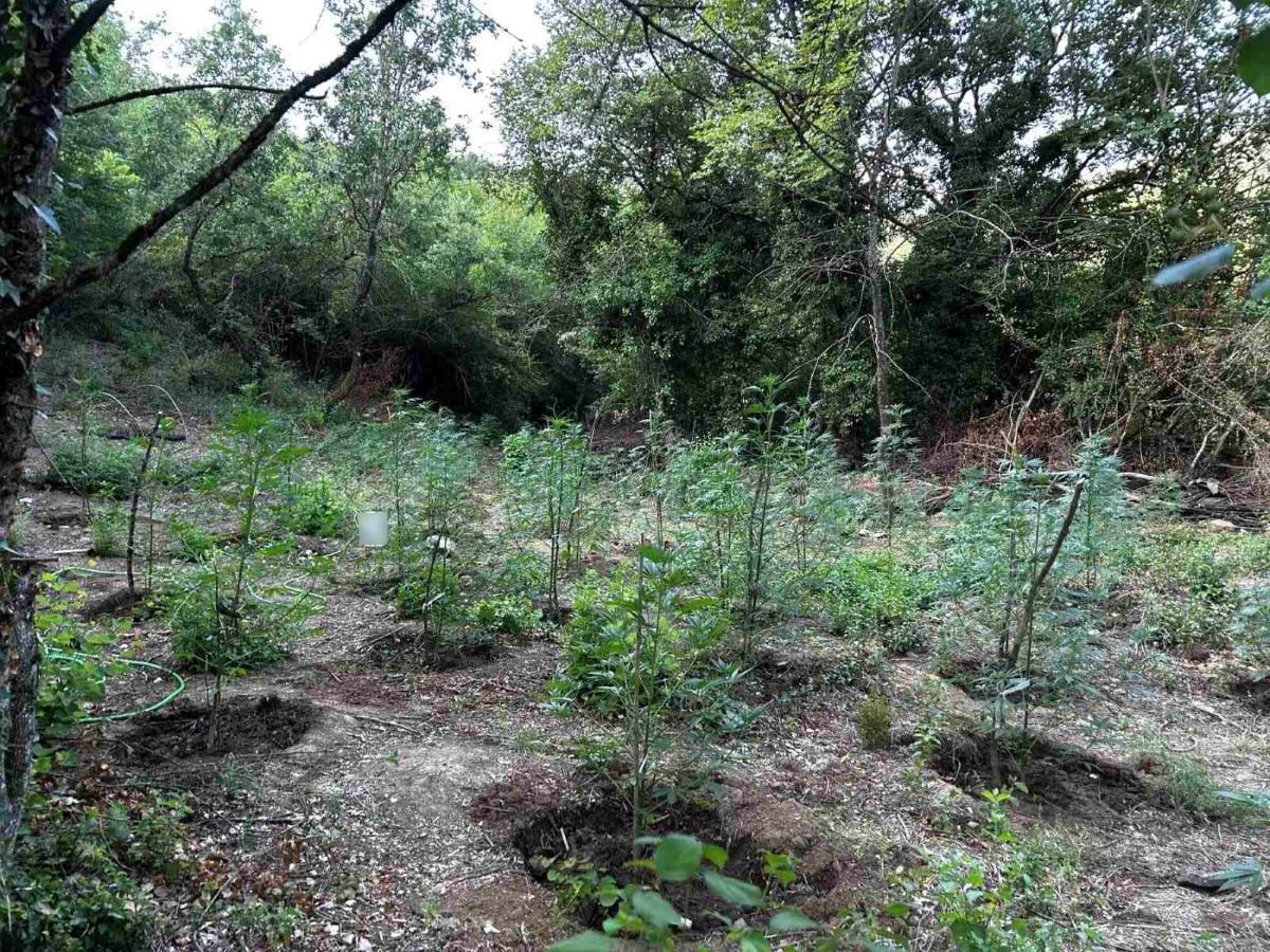 Φυτεία με πάνω από 2.000 δενδρύλλια κάνναβης εντοπίστηκε σε δύσβατη δασική περιοχή στη Φθιώτιδα