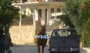 Φρίκη στην Εύβοια: Οδηγός έδεσε τραυματισμένο άλογο σε καρότσα οχήματος και το έσερνε στον δρόμο - ΒΙΝΤΕΟ
