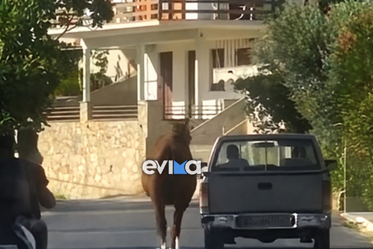 Φρίκη στην Εύβοια: Οδηγός έδεσε τραυματισμένο άλογο σε καρότσα οχήματος και το έσερνε στον δρόμο – ΒΙΝΤΕΟ
