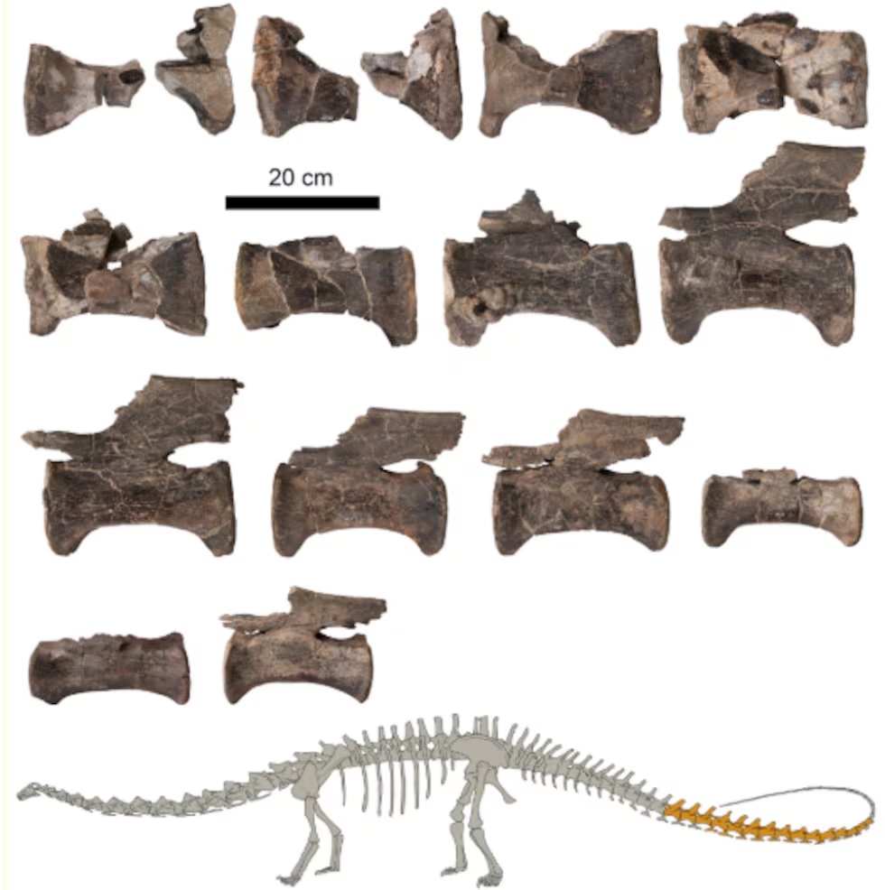 ΔΕΙΝΟΣΑΥΡΟΣ – ΙΣΠΑΝΙΑ – ΠΗΓΗ: EL PAIS/ MUSEO DE PALEONTOLOGÍA DE ARAGÓN