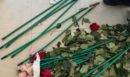 «Τα άνθη του κακού»: Η ΑΑΔΕ εντόπισε και κατέσχεσε 80 κιβώτια με τριαντάφυλλα γεμάτα κοκαΐνη