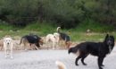 Θεσσαλονίκη: Άγρια επίθεση σκύλων σε 12χρονη – «Έχει βαθιά τραύματα στα άκρα» λέει ο πατέρας της – ΦΩΤΟ