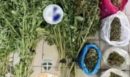 Δύο συλλήψεις στην Αθήνα από τη Δίωξη Ναρκωτικών Καλαμάτας – Καλλιεργούσαν κάνναβη μέσα σε διαμερίσματα