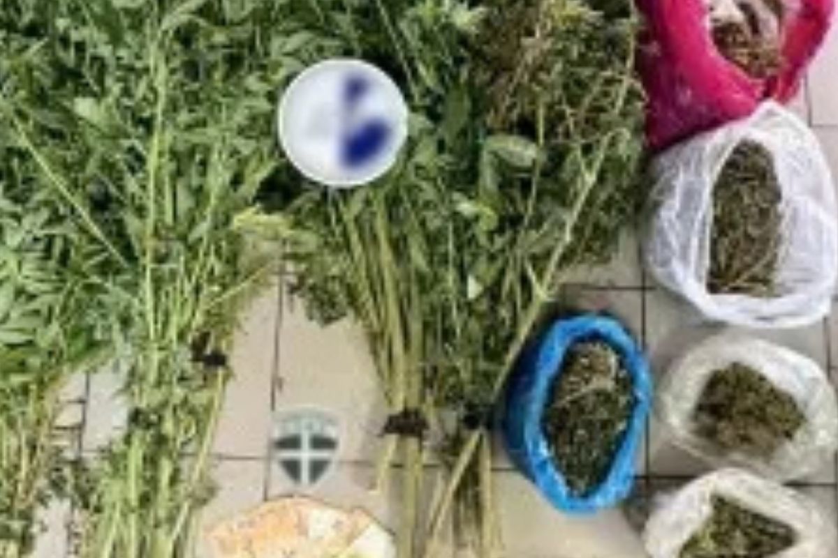 Δύο συλλήψεις στην Αθήνα από τη Δίωξη Ναρκωτικών Καλαμάτας – Καλλιεργούσαν κάνναβη μέσα σε διαμερίσματα