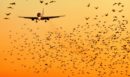 Λιθουανία: Σμήνος πουλιών και όχι drone οδήγησε στο έκτακτο κλείσιμο του αεροδρομίου του Βίλνιους