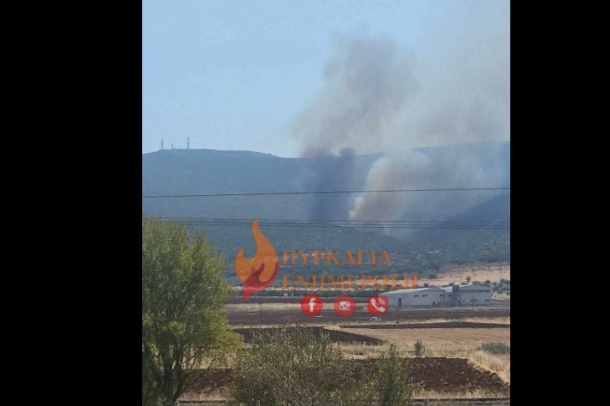 Φωτιά σε χαμηλή βλάστηση στη Θήβα – Επιχειρούν και 8 αεροσκάφη