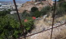 Κυψέλη: Θρίλερ με τα ανθρώπινα οστά κοντά σε γήπεδο - Τι λέει ο άνθρωπος που τα εντόπισε 