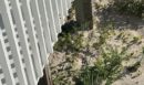 Οπτική ψευδαίσθηση: Μόνο το 1% των ανθρώπων θα βρει το καβούρι σε 11 δευτερόλεπτα