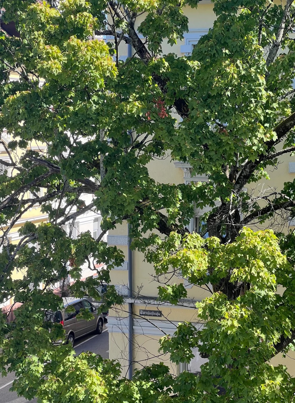 Οπτική ψευδαίσθηση, τρυποκάρυδος