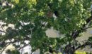 Οπτική ψευδαίσθηση: Μόνο το 1% των ανθρώπων θα βρει τον τρυποκάρυδο σε 12 δευτερόλεπτα