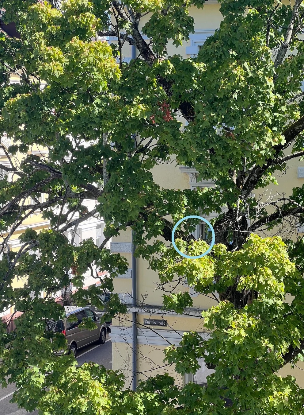 Οπτική ψευδαίσθηση, τρυποκάρυδος