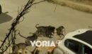 Θεσσαλονίκη: Τι ισχύει με την αγέλη από αδέσποτα - Αόριστες οι πληροφορίες για «περιστατικά» επιθέσεων, λένε τρεις δημοι