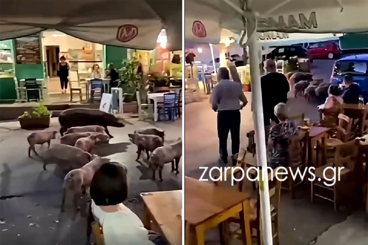 Χανιά: Γουρουνάκια το έσκασαν από χοιροστάσιο και έκαναν παρέλαση σε καφενεία – ΒΙΝΤΕΟ