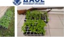 Ηράκλειο: Χειροπέδες σε δύο άνδρες που καλλιεργούσαν 135 δενδρύλλια κάνναβης σε θερμοκήπιο