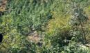 Λάρισα: Εντοπίστηκαν φυτεία «μαμούθ» και 36,6 κιλά κάνναβης - Πάνω από 800.000 ευρώ το όφελος - ΦΩΤΟ και ΒΙΝΤΕΟ