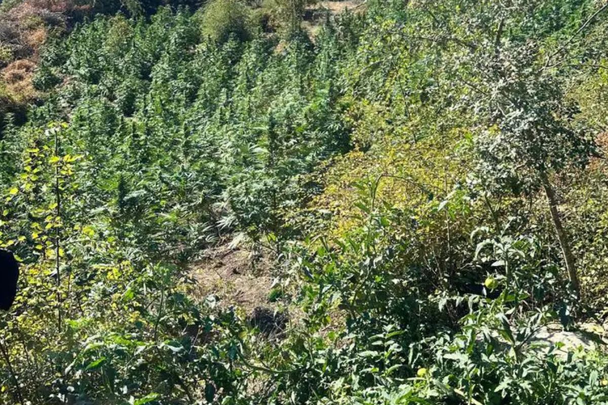 Λάρισα: Εντοπίστηκαν φυτεία «μαμούθ» και 36,6 κιλά κάνναβης – Πάνω από 800.000 ευρώ το όφελος – ΦΩΤΟ και ΒΙΝΤΕΟ