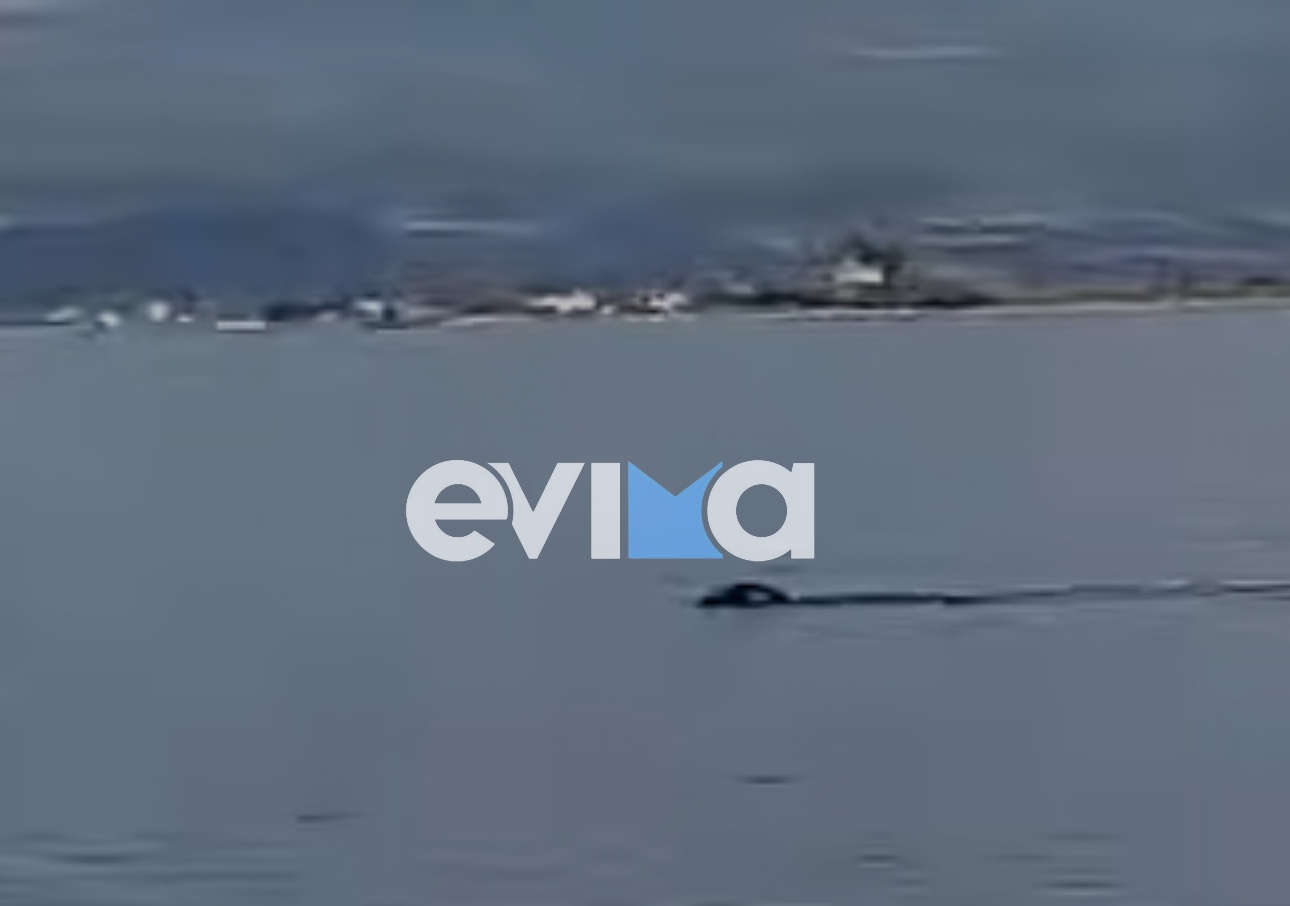 Μοναδικό θέαμα: 20 δελφίνια και μία φώκια έκαναν βόλτα στον Ευβοϊκό Κόλπο – ΒΙΝΤΕΟ
