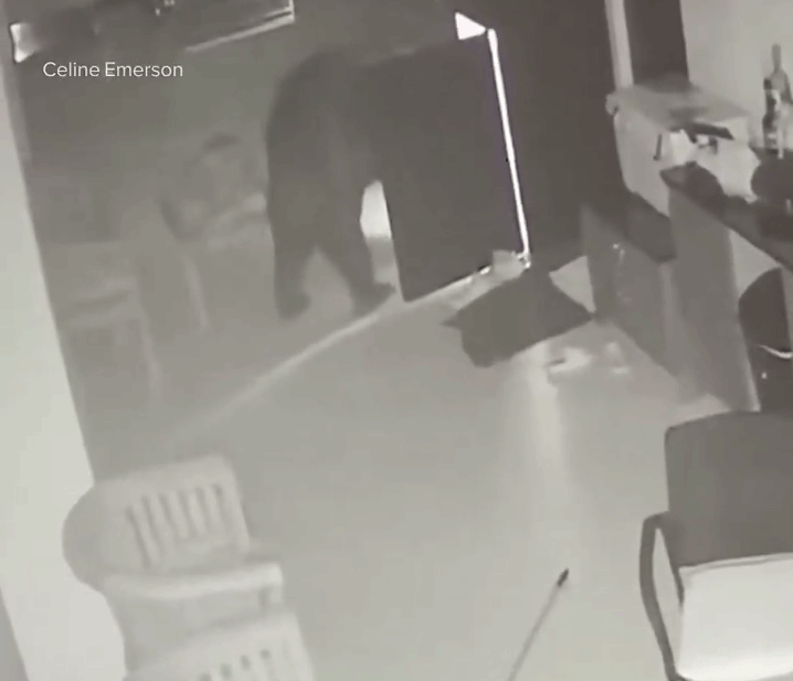 Βίντεο: Αρκούδα εισέβαλε σε αυλή, έφαγε τα σκουπίδια και «έκλεψε» αλκοόλ από το ψυγείο – «Ήταν τρομακτικό»