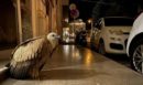 Ηράκλειο: Aπρόσμενη εμφάνιση γύπα έξω από σχολή φωτογραφίας – Πώς οργανώθηκε η διάσωσή του