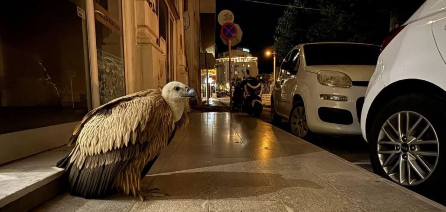 Ηράκλειο: Aπρόσμενη εμφάνιση γύπα έξω από σχολή φωτογραφίας – Πώς οργανώθηκε η διάσωσή του