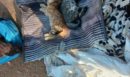 Κτηνωδία στο Πέραμα: Δύο άτομα έπνιξαν 2 γατάκια με λαστιχάκι μαλλιών
