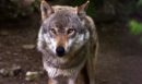 Ο μύθος του Yellowstone καταρρέει: Επιστήμονες αποκαλύπτουν την αλήθεια για τους λύκους