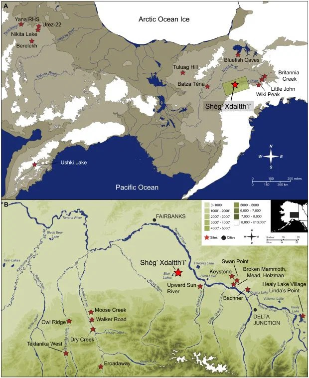Η τοποθεσία του Shég’ Xdaltth’í’ (Α) Χάρτης της Βερίγγειας που δείχνει την έκταση των πάγων και την έκταση της γέφυρας ξηράς κατά τη διάρκεια των συνθηκών της μέγιστης παγετώδους περιόδου πριν από 18.000 χρόνια [προσαρμογή από (87)]· (Β) περιφερειακός χάρτης της ανατολικής-κεντρικής Αλάσκας. Τα αστέρια υποδεικνύουν τις τοποθεσίες αρχαιολογικών χώρων που χρονολογούνται πριν από 12.750 χρόνια. Πηγή: Graf et al. 